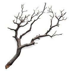 Dry dead branch on white background
