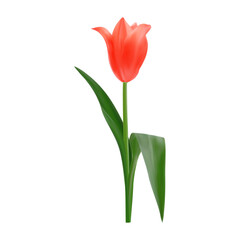 Realistic isolated red tulip flower. Spring floral vector illustration for bouquet or decoration