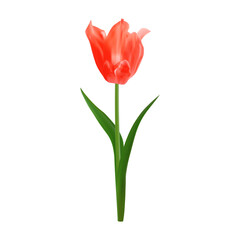 Obraz premium Delicate realistic red tulip in bloom. Vector illustration of tulip flower for Mother's Day designs, wedding invitations, and floral patterns. Isolated element
