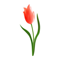 Beautiful realistic red tulip vector illustration. Isolated on white. For spring-themed backgrounds, wallpapers, textile designs. Floral design element.