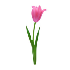 Detailed realistic pink tulip flower isolated on a white background. Vector illustration for botanical illustrations, packaging design, stationery.
