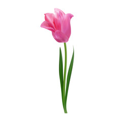 Single realistic pink tulip. Vector isolated object for Mother's Day invitations, spring posters, Easter designs, 8 march greeting cards, floral arrangements