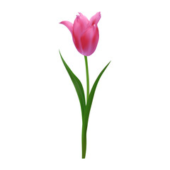 Fototapeta premium Realistic pink tulip blossom. Vector springtime floral element for creating spring promotions, Mother's Day designs, 8 march greeting cards, floral arrangements