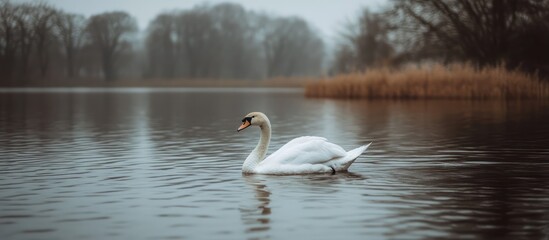 Fototapeta premium Graceful swans swimming on a peaceful lake