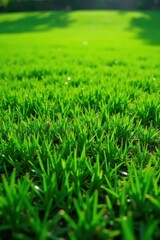 Obraz premium Vibrant Green Grass Blades Close-Up, Showing Lush Texture and Sunlight Illumination in a Natural Outdoor Setting