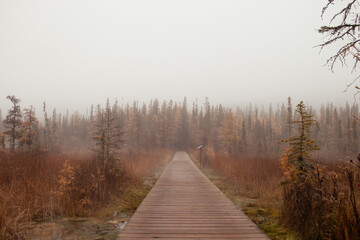 Steam and trees at Liard Hot Springs on an autumn day in Canada.