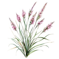 Fototapeta premium Watercolor Zoysia Isolated on White Background. Beautiful Zoysia Flower