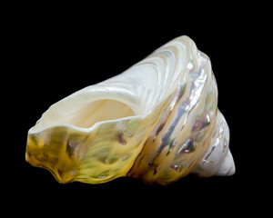 Pearlized Wavy Turban Seashell on Black background