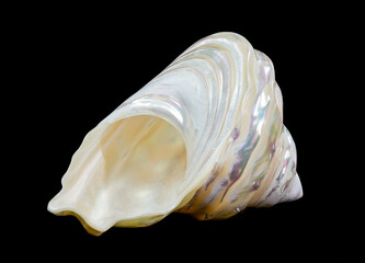 Pearlized Wavy Turban Seashell on Black background