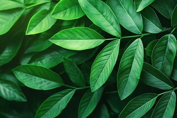 Fototapeta premium Smart Gardening Precision Concepts. Lush green leaves with varying textures and shades.