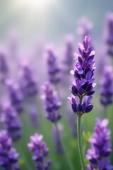 Obraz premium A Delicate Lavender Bloom in a Field of Purple Flowers, Illuminated by Soft Sunlight, Creating a Serene and Tranquil Atmosphere
