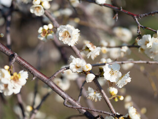 公園に咲く白梅
