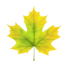 Obraz premium Illustration of Isolated Yellow Green Maple Leaf a Transparent Fall Nature Element Bright Graphic Design Decoration Object with Autumn Seasonal Texture Background Pattern