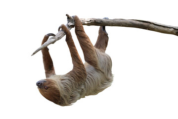 Cute two-toed sloth hanging on tree branch isolated on transparent background png file