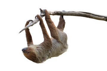 Cute two-toed sloth hanging on tree branch isolated on transparent background png file