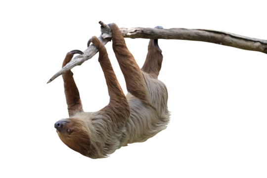 Cute two-toed sloth hanging on tree branch isolated on transparent background png file