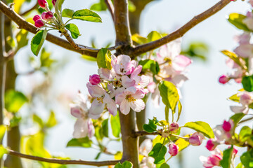 Spring blossoms on the tree