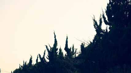 カイヅカイブキと曇り空