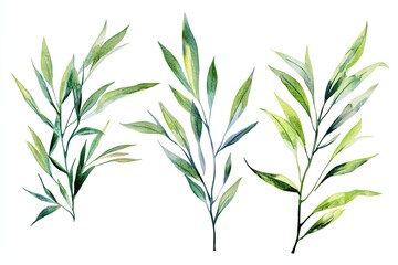 Naklejka premium Set of watercolor Willow Leaves hand drawn on a white background