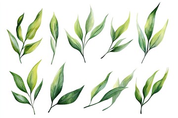 Set of watercolor Willow Leaves hand drawn on a white background