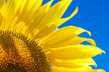 Sunflower's Sunny Embrace: A close-up shot of a vibrant sunflower, its bright yellow petals radiating against a clear, azure sky, a symbol of warmth and happiness.