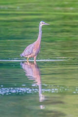 Obraz premium White-faced Heron and reflection in the lake at Sunset