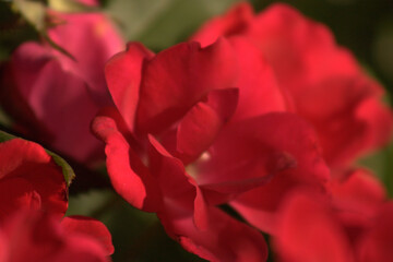 red tulips in garden