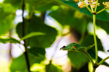 ant on a leaf