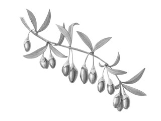 Hand-drawn Goji Berry pencil illustration isolated on white with clipping path