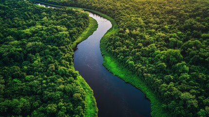 Winding river exploration in lush green forest aerial view nature photography tranquil environment