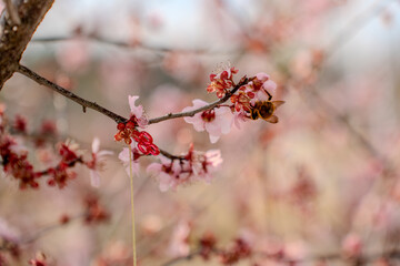 Flower blossom in the field in Suzhou, China