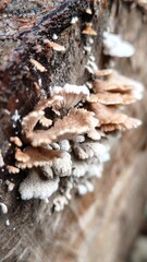 Photo of Mushroom cover on mango tree after rain, This photo can be used for presentation, education, background and so on.