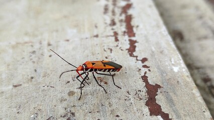 Photo of animal Dysdercus cingulatus (Red Cotton Bug or Red Cotton Stainer) This photo can be used for presentation, education, background and so on.