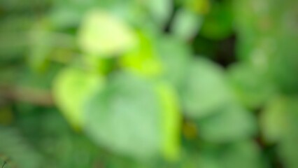 Natural blurred bokeh background of leaves and trees. Natural blurred green background - bokeh glare.