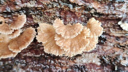 Photo of Mushroom cover on mango tree after rain, This photo can be used for presentation, education, background and so on.