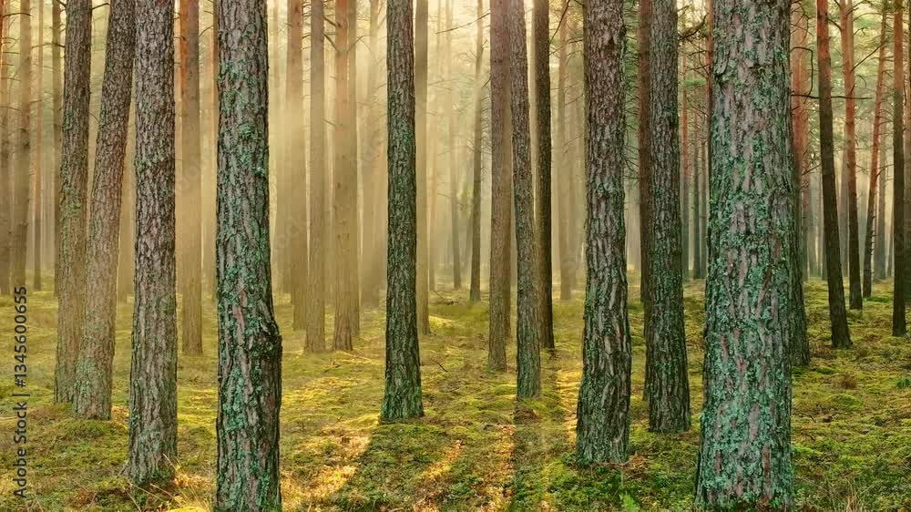 Poster sunbeams filtering through tall pine trees as camera moves backward, slow motion