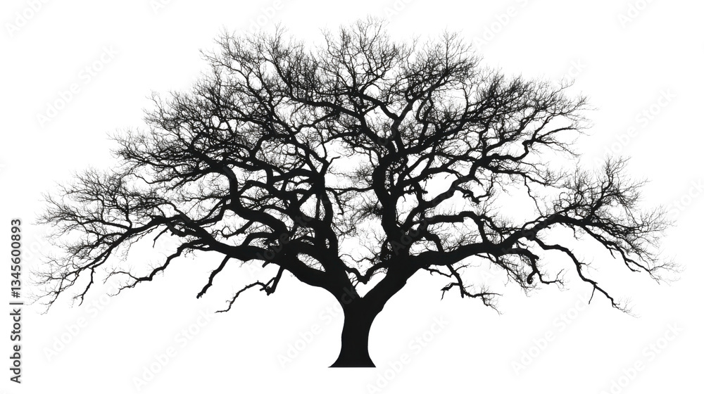 Poster silhouette of a large bare tree with transparent background