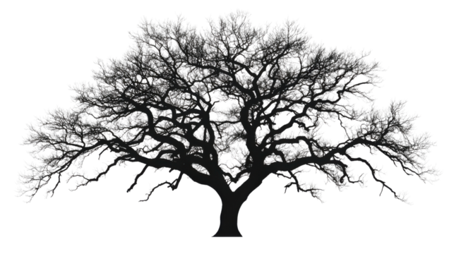 Silhouette of a large bare tree with transparent background