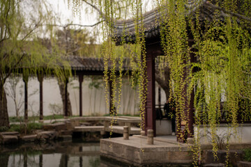 Green leaves in the garden in Suzhou, China