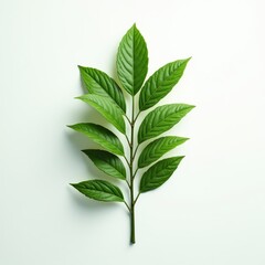 Fototapeta premium A vibrant green leaf with pointed edges and a slender stem