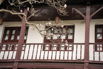 Yulan magnolia in a garden in Suzhou, China