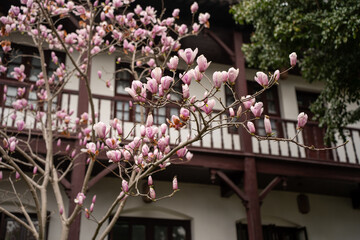 Yulan magnolia in a garden in Suzhou, China