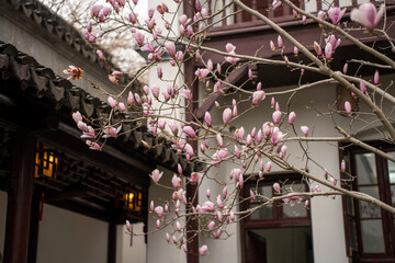 Yulan magnolia in a garden in Suzhou, China