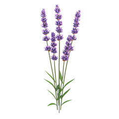 Delicate lavender blooms, vibrant purple hues, botanical art, floral design element