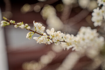 Flowers in a garden in Suzhou, China