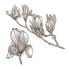 A drawing of a branch of magnolia with a few flowers on it. Pen and ink drawing. Flower illustration. Vector garden plant drawing. Hand-drawn nature design element. Not AI generated.