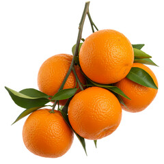 Fresh Oranges Branch Stock Photo on Transparent  background
