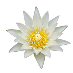 White Lotus Flower: Nature Image on Transparent  background