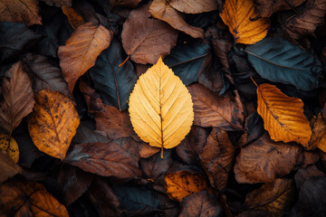A Solitary, Fresh Leaf Standing Out in a Pile of Dried Leaves