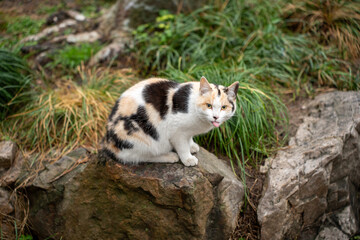 Cat in a garden in Suzhou, China